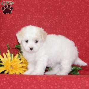 Lilac, Maltipoo Puppy